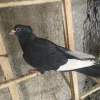 ۳عدد نرکفتر قلدور و آس