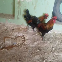 مرغ و خروس محلی و گلین
