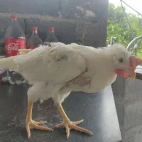 فروش خروس