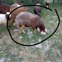 بره قوچ