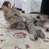 واگذاری گربه ماده کاملآ خانگی