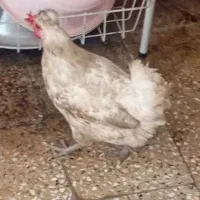 ۶عددنیمچه عربی ومادرشون تخم گذاره سالم   سوسنگرد