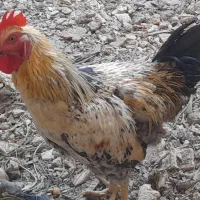 خروس جوان وسرحال