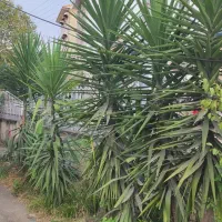 فروش یوکای بزرگ