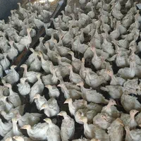 جوجه بقلمون گوشتی تعداد محدود
