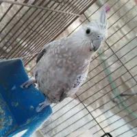 عروس هلندی دستی و باهوش