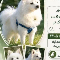 سگ پامر روباهی گمشده