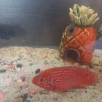 ماهی گوشت خوار