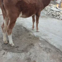 گوساله یا گاو ماده آلمانی