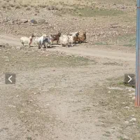 بز ابستن وقوچ تخمی نژاد مغان