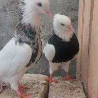 کبوتر طوقی