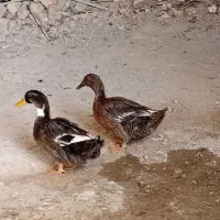 اردک اسرائیلی ۷ ماهه دستی بزرگ شده نر وماده
