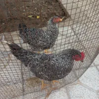 فروش مرغ وخروس آمروک و مرغ محلی
