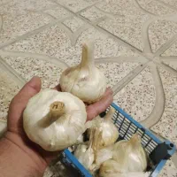 سیر|عمدهفروشی|همدان, |دیوار