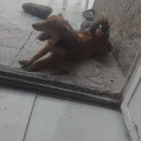 سگ پشمی