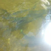 ماهی قزل الا