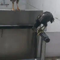 جوجه لاری