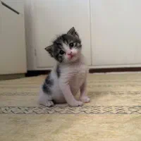 گربه