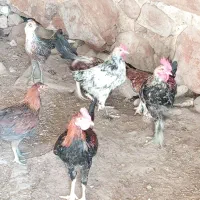 تعدادی جوجه سه ماهه به فروش میرسد