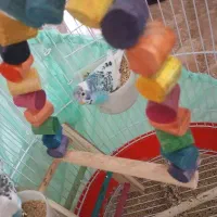 پرنده مرغ عشق