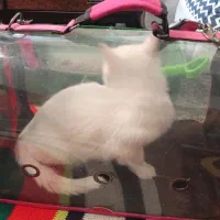 گربه|گربه|ماکو, |دیوار