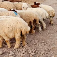 بره یا گوسفند نر ماده