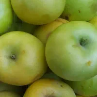 سیب تازه چین شده خوش بو و خوش طعم