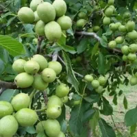 نمایندگی کود کروا/ افزایش تناژ تضمینی (ارسال فوری)
