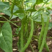 لوبیا سبز ریز شده مینودشت