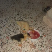 اردک ۴۰ روزه حمیدیه