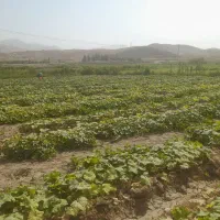 خیار خوردنی ارگانیک