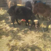 بره ماده شالی