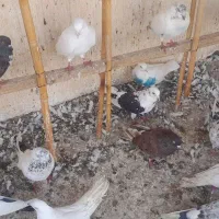 کبوترهای ساعت بالا
