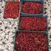 گیلاس قرمز