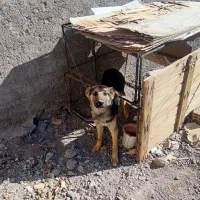 سگ ژرمن میکس
