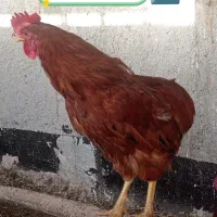 تعدادی خروس جوان