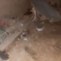 قوقاز نر وماده معاوضه دارم