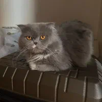 گربه اسکاتیش نر گردن گیر