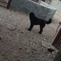 نگهبان ب شرط