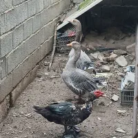 فروش غاز و اردک وخروس