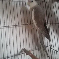 عروس وایت فیس