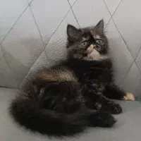 بچه گربه پرشین اگزاتیک