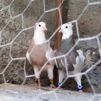 کبوتر طوقی