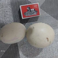 سنگ اسیاب الماس