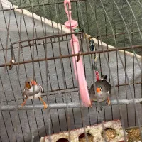 فنج نر وماده