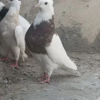 طوقی|پرنده|سی‌سخت, |دیوار