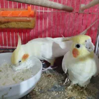 عروس هلندی