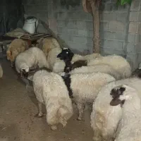 19 عدد بره پروار