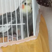عروس نر