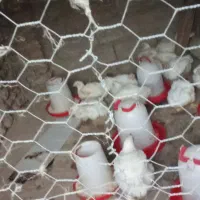 مرغ گوشتی سالم بدون واکسن